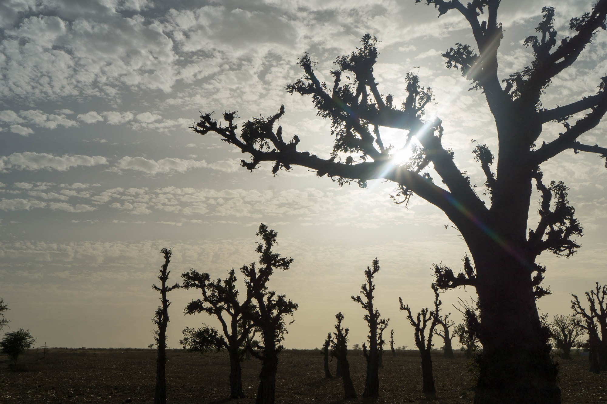 Baobabs im Gegenlicht