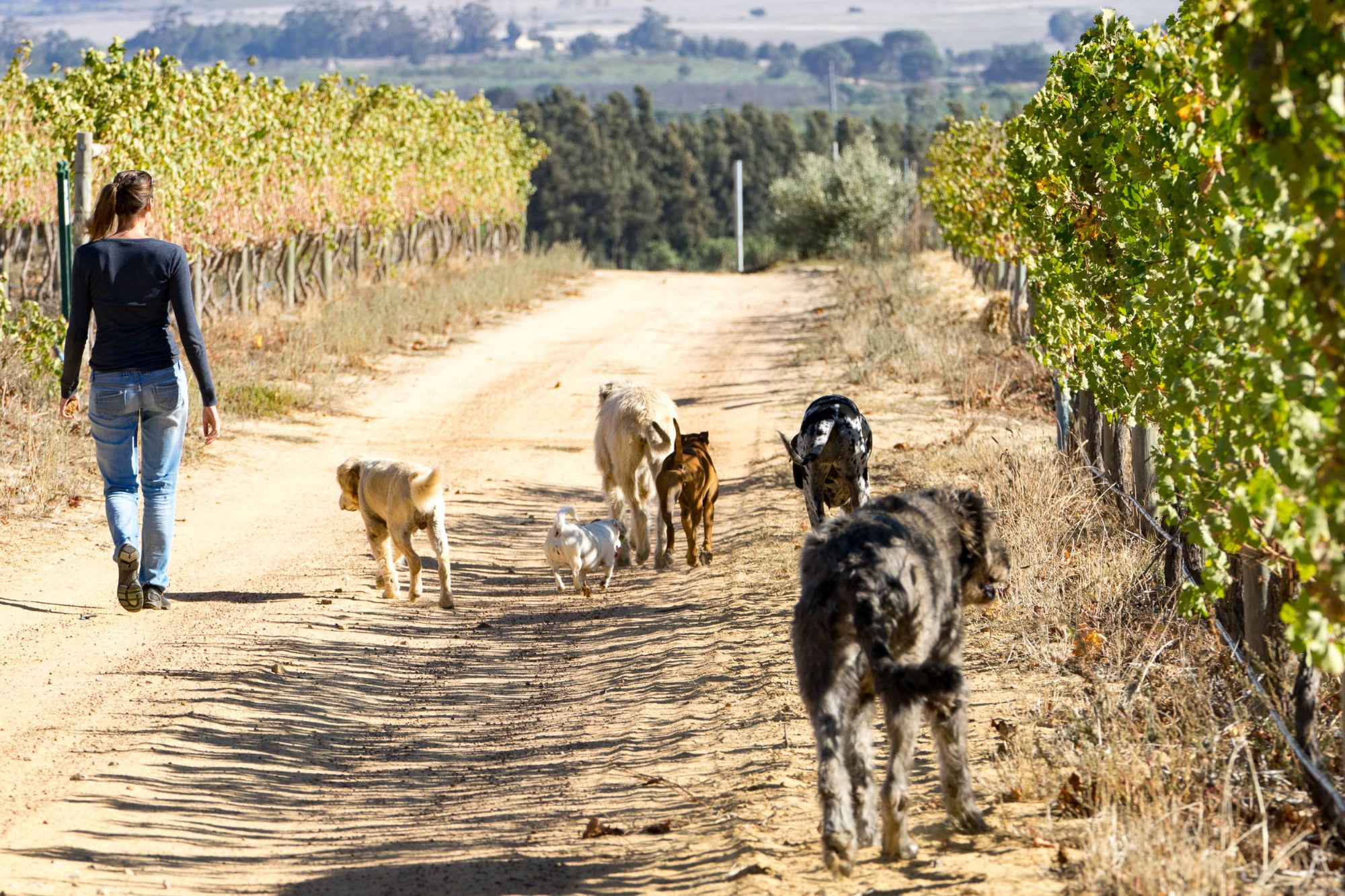 Spaziergang mit den Hunden