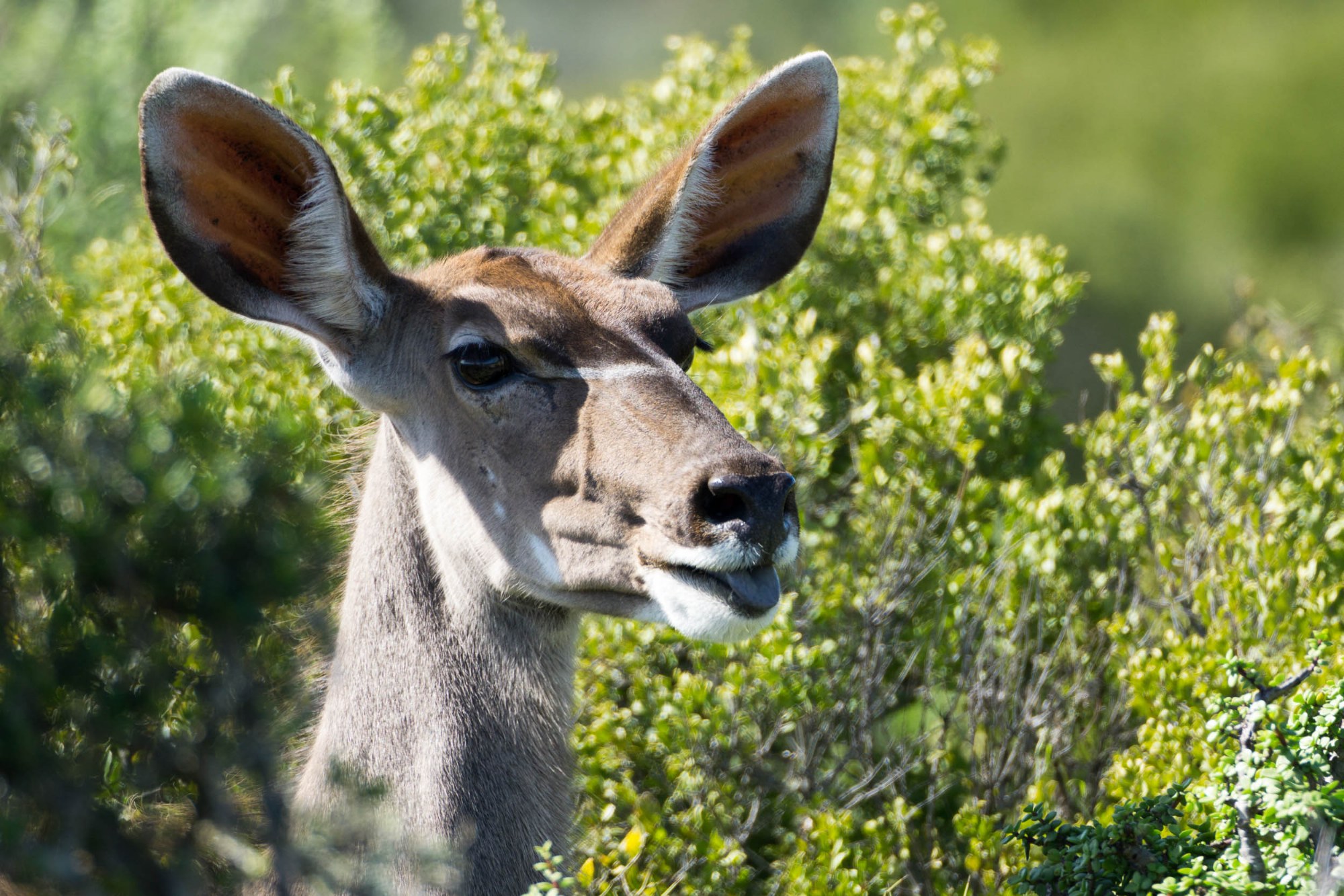 Ein Kudu