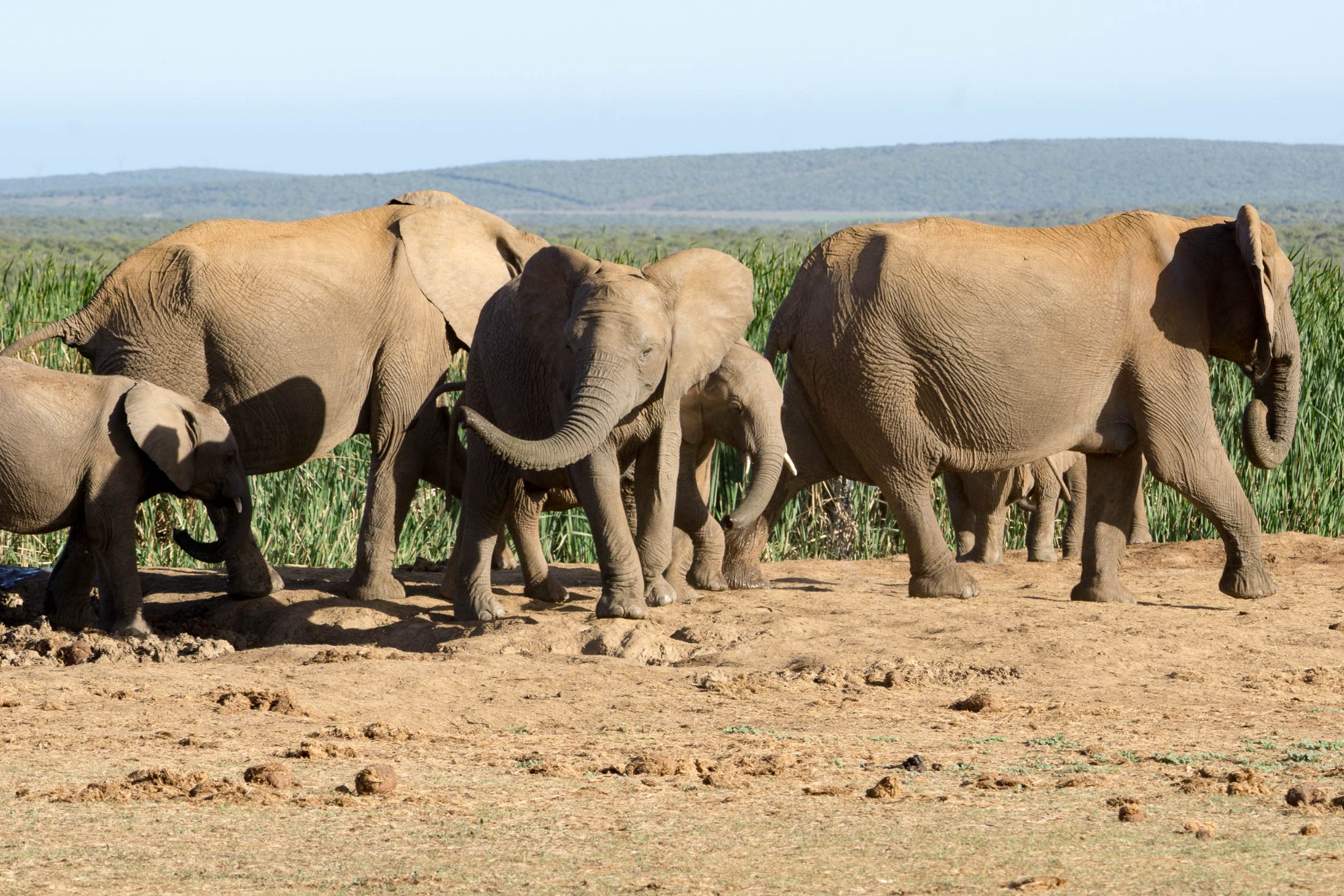 Elefanten im Addo-Park