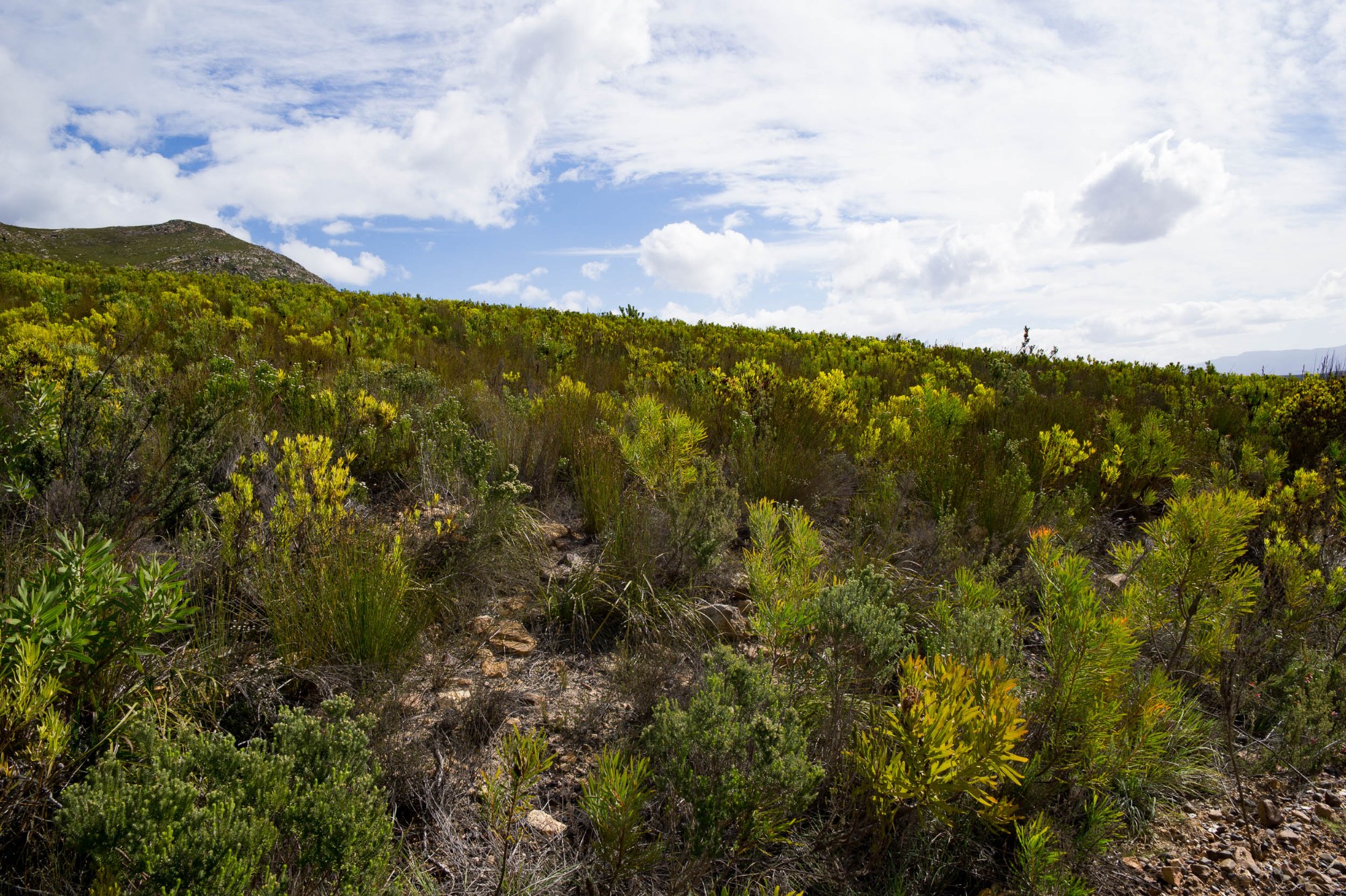 Vegetation im Hinterland