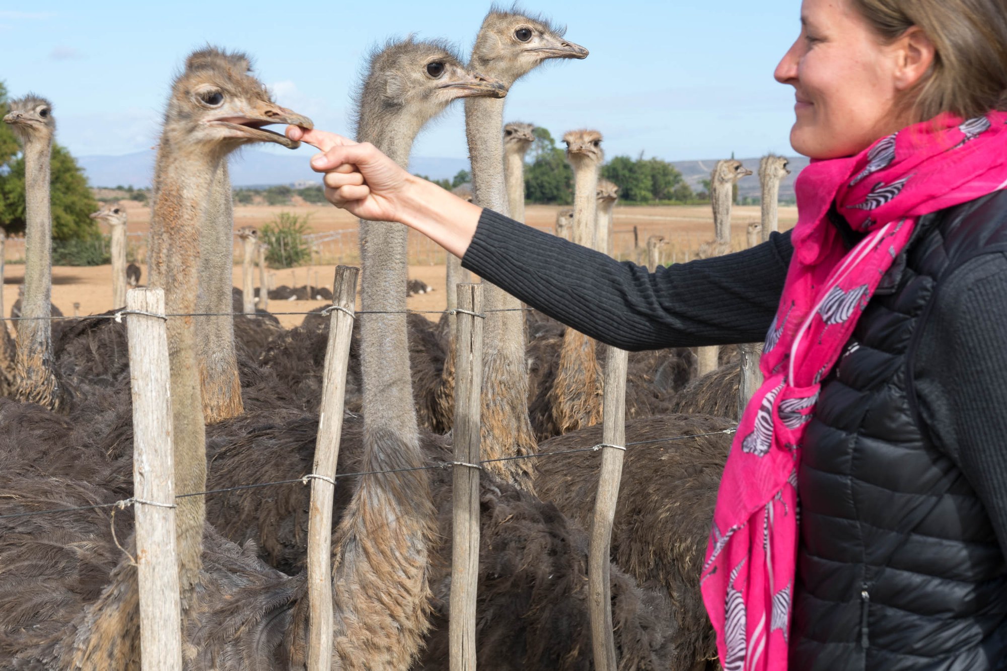 Svenja auf der Straußenfarm