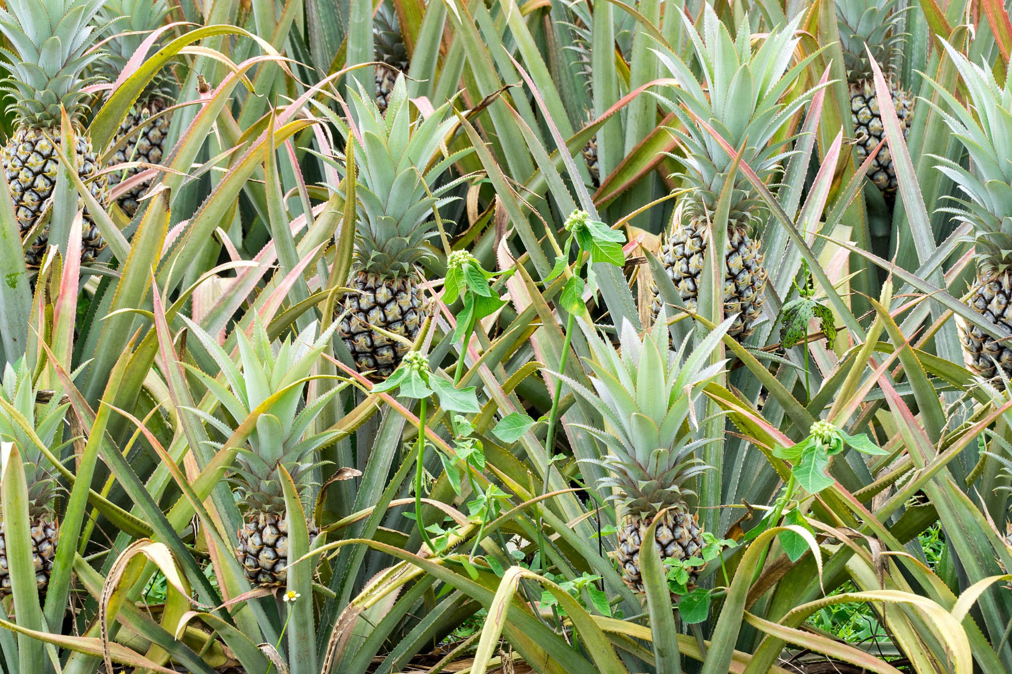 Ananas auf dem Feld