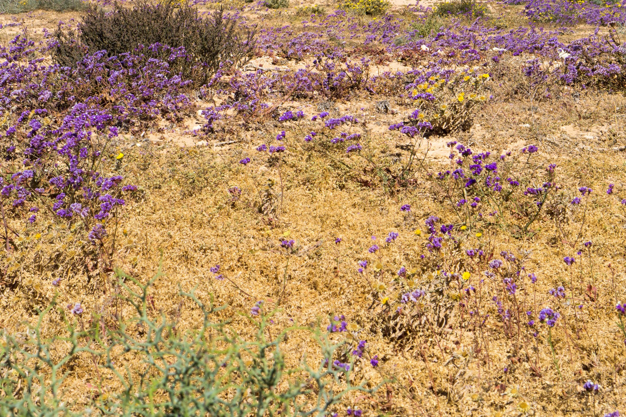 Blüten in der Wüste