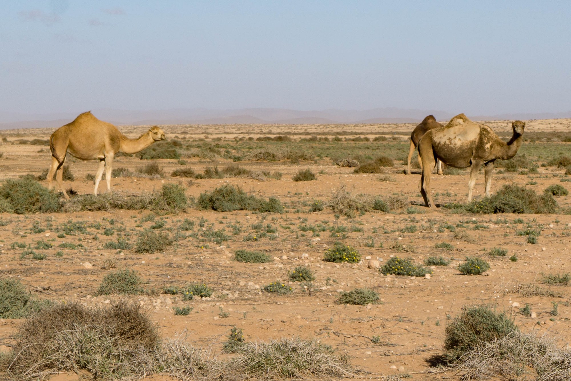 Kamele in der weiten Landschaft