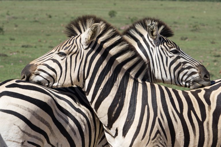 Südafrika Teil 2 · Aufnahme 19 aus unserer Reisegalerie