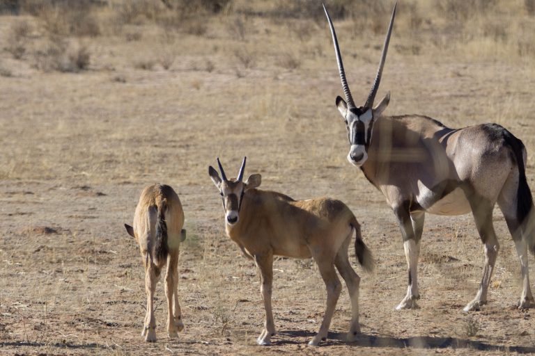 Botswana · Aufnahme 10 aus unserer Reisegalerie