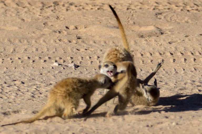 Botswana · Aufnahme 13 aus unserer Reisegalerie