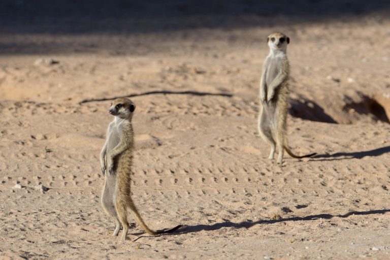 Botswana · Aufnahme 14 aus unserer Reisegalerie
