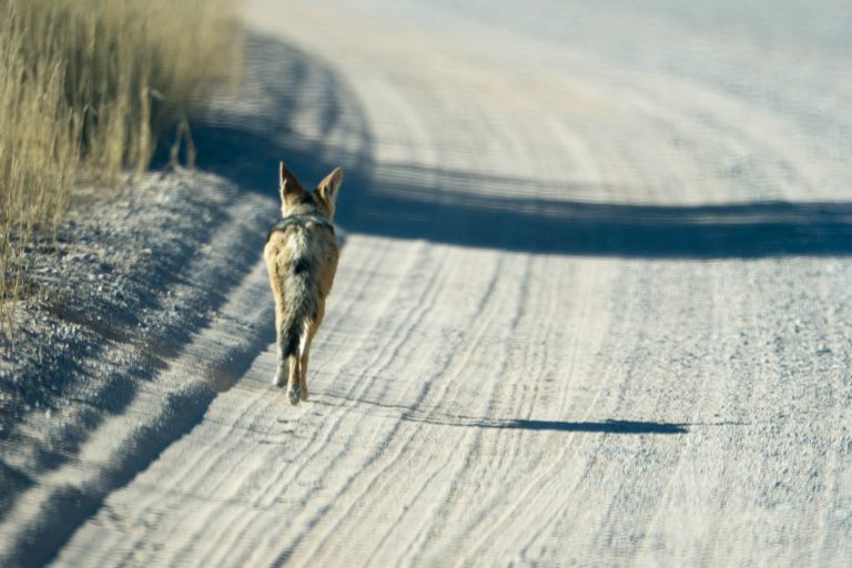Botswana · Aufnahme 15 aus unserer Reisegalerie