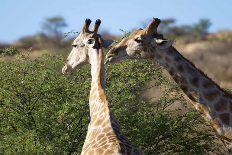 Botswana · Aufnahme 19 aus unserer Reisegalerie