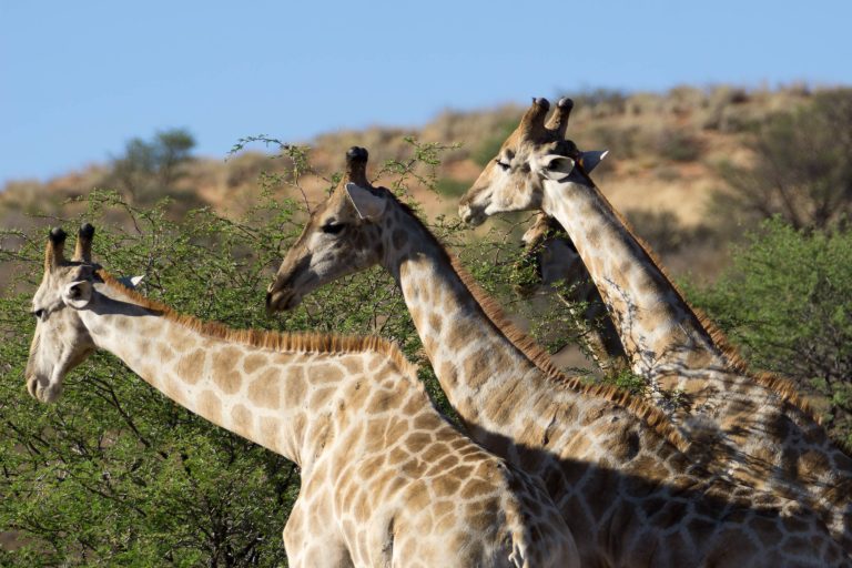 Botswana · Aufnahme 20 aus unserer Reisegalerie
