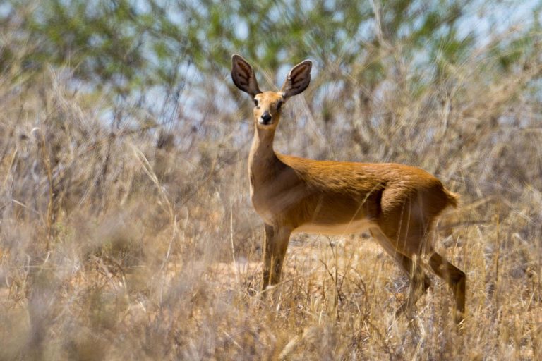 Botswana · Aufnahme 24 aus unserer Reisegalerie