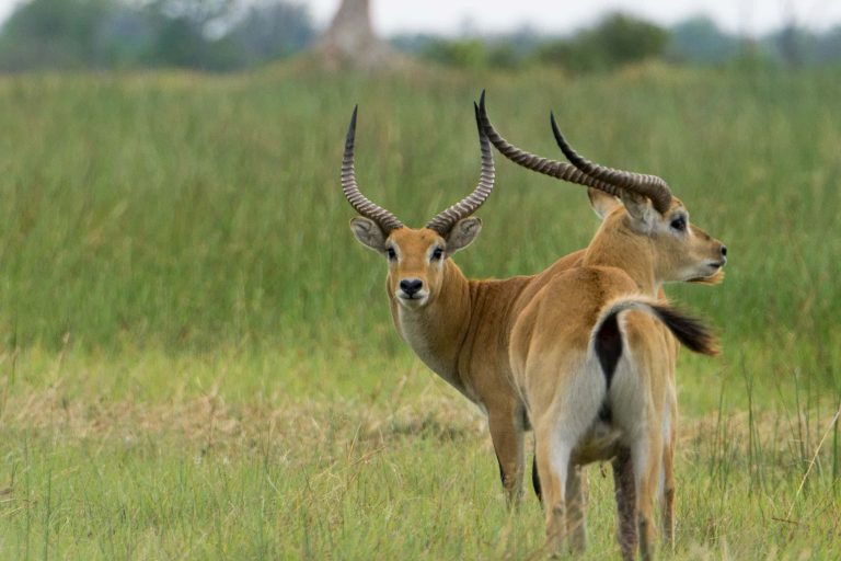 Botswana · Aufnahme 30 aus unserer Reisegalerie
