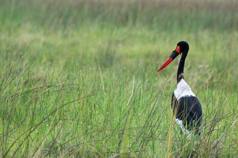 Botswana · Aufnahme 31 aus unserer Reisegalerie
