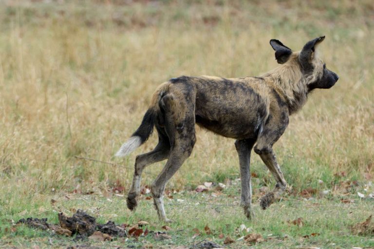 Botswana · Aufnahme 37 aus unserer Reisegalerie
