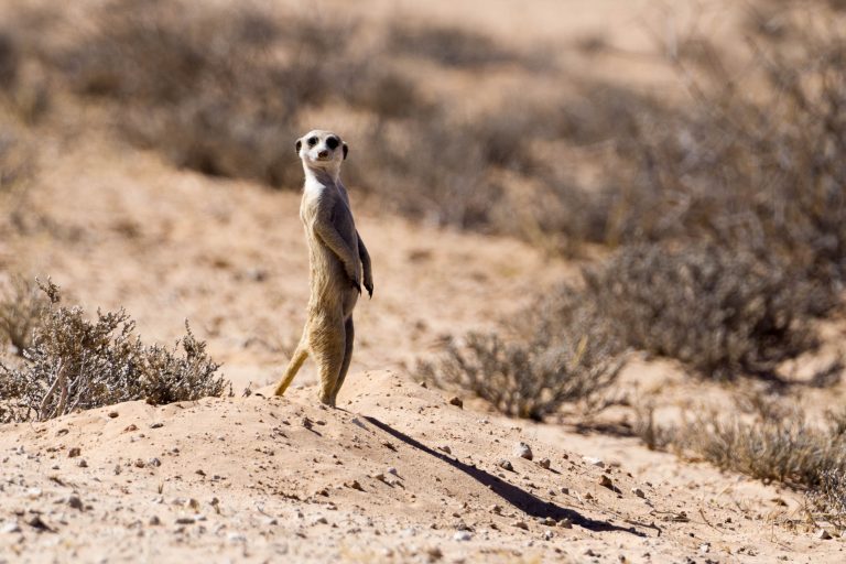 Botswana · Aufnahme 4 aus unserer Reisegalerie