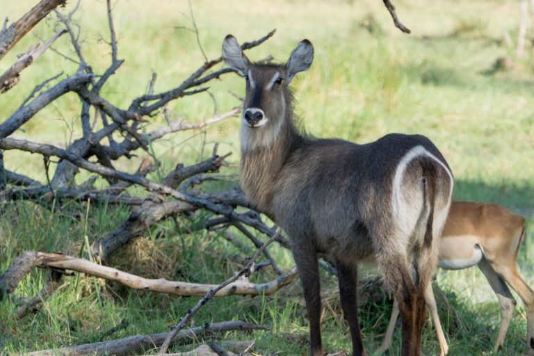 Botswana · Aufnahme 40 aus unserer Reisegalerie