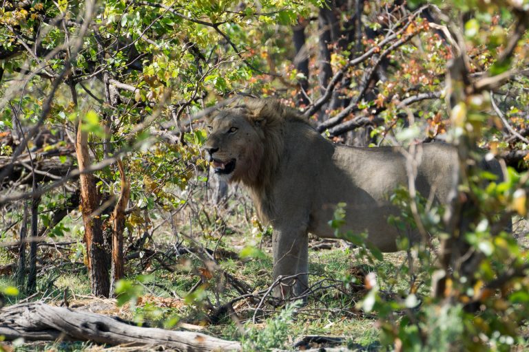 Botswana · Aufnahme 42 aus unserer Reisegalerie