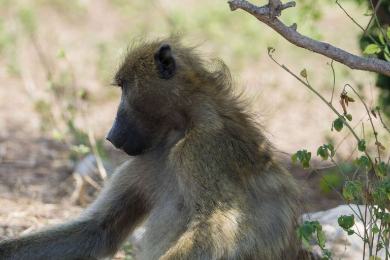 Botswana · Aufnahme 43 aus unserer Reisegalerie