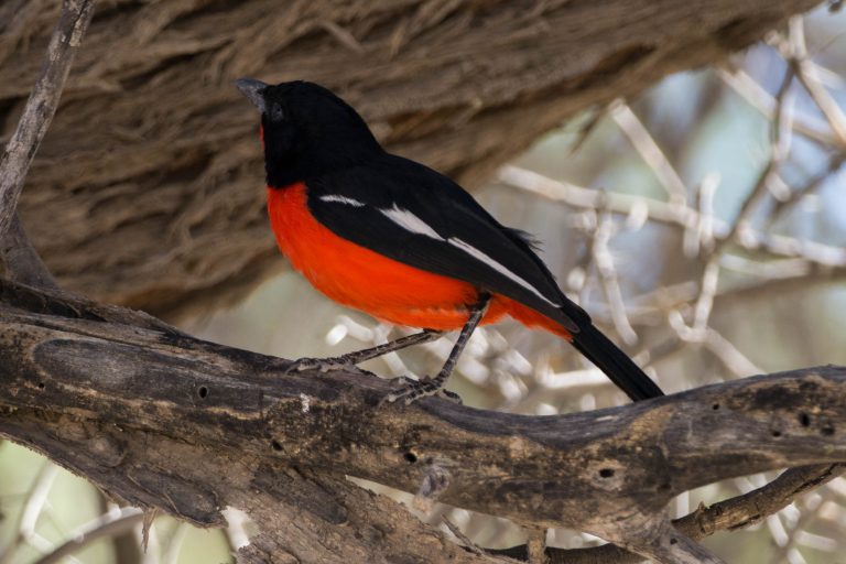 Botswana · Aufnahme 5 aus unserer Reisegalerie
