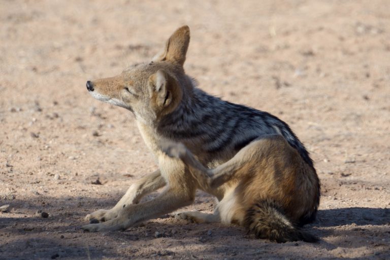 Botswana · Aufnahme 8 aus unserer Reisegalerie