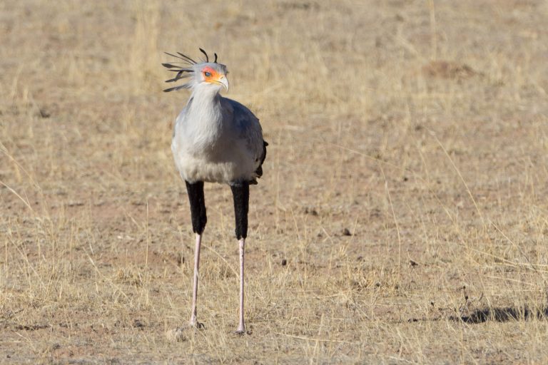 Botswana · Aufnahme 9 aus unserer Reisegalerie