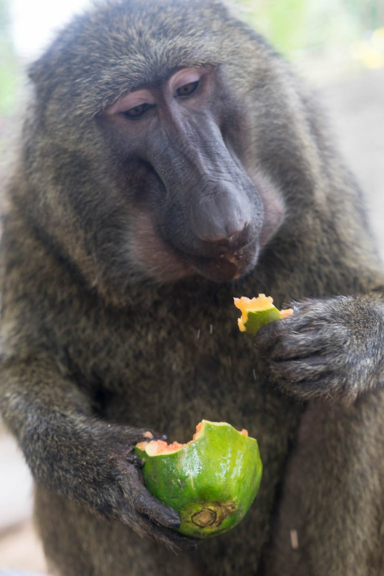 Togo · Aufnahme 22 aus unserer Reisegalerie