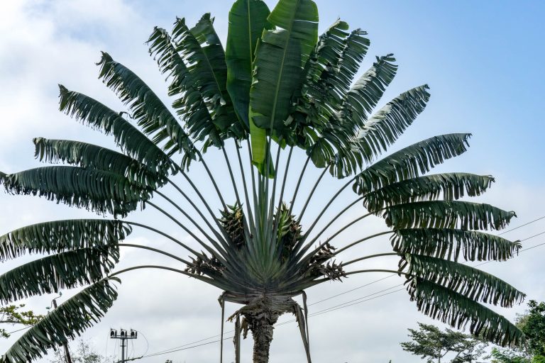 Togo · Aufnahme 4 aus unserer Reisegalerie