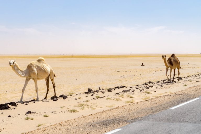 Mauretanien · Aufnahme 10 aus unserer Reisegalerie