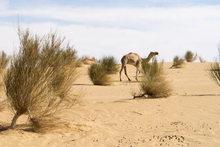 Mauretanien · Aufnahme 66 aus unserer Reisegalerie