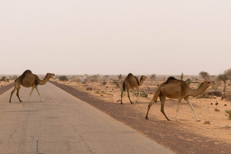 Mauretanien · Aufnahme 75 aus unserer Reisegalerie