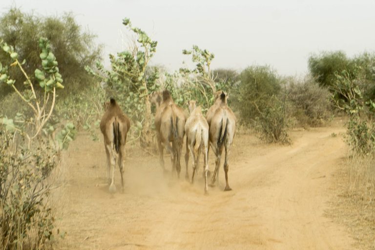 Mauretanien · Aufnahme 79 aus unserer Reisegalerie