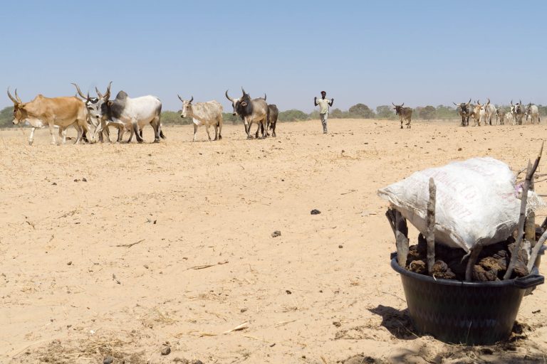 Senegal · Aufnahme 12 aus unserer Reisegalerie