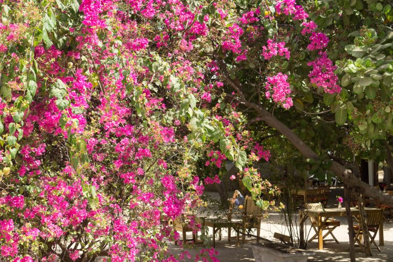 Senegal · Aufnahme 8 aus unserer Reisegalerie