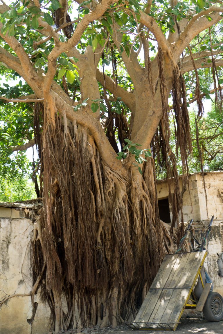 Gambia/Guinea-Bissau · Aufnahme 3 aus unserer Reisegalerie