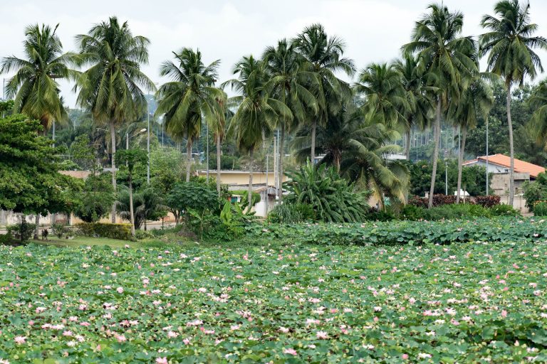Cote d’Ivoire · Aufnahme 10 aus unserer Reisegalerie