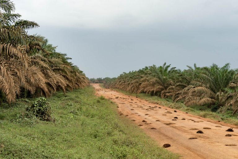 Cote d’Ivoire · Aufnahme 31 aus unserer Reisegalerie