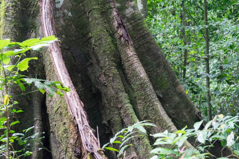 Cote d’Ivoire · Aufnahme 35 aus unserer Reisegalerie