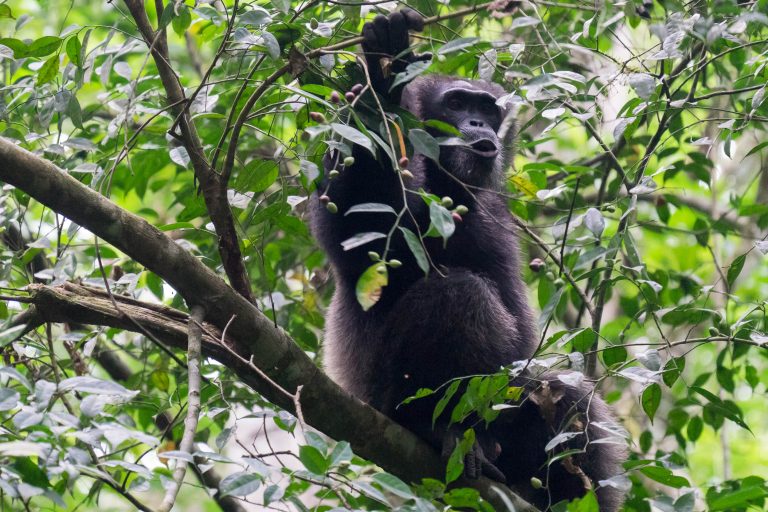 Cote d’Ivoire · Aufnahme 37 aus unserer Reisegalerie