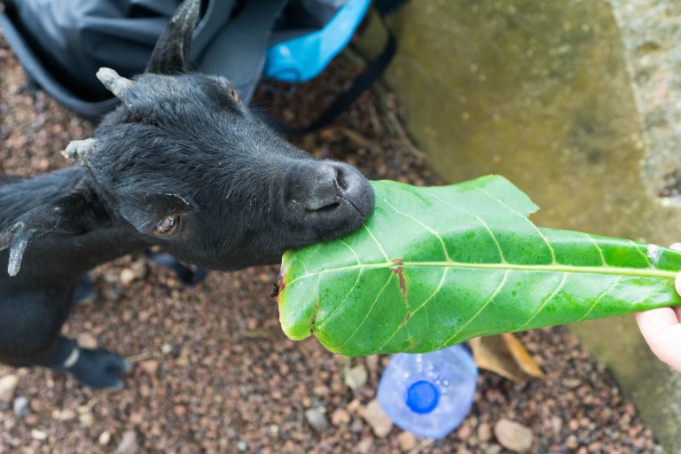 Ghana · Aufnahme 26 aus unserer Reisegalerie