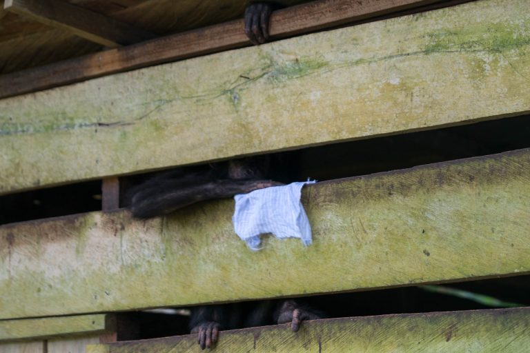 Kamerun · Aufnahme 36 aus unserer Reisegalerie