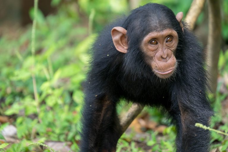 Kamerun · Aufnahme 37 aus unserer Reisegalerie