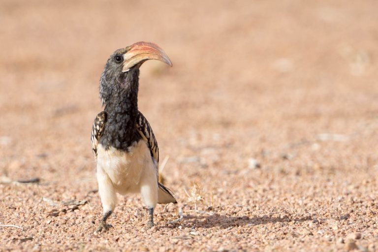 Namibia · Aufnahme 25 aus unserer Reisegalerie