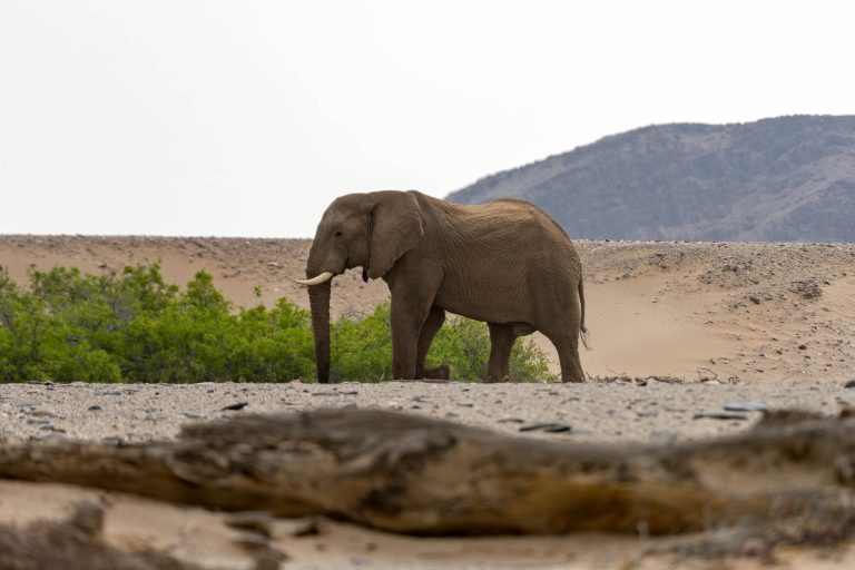 Namibia · Aufnahme 27 aus unserer Reisegalerie