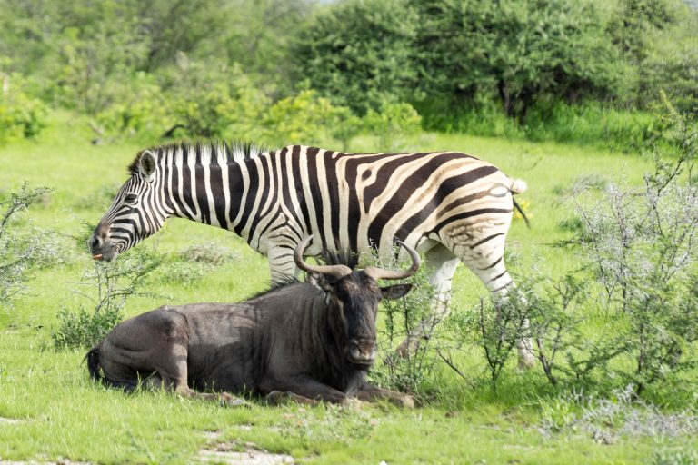 Namibia · Aufnahme 36 aus unserer Reisegalerie