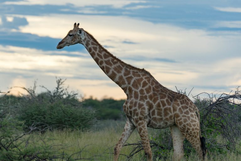 Namibia · Aufnahme 38 aus unserer Reisegalerie