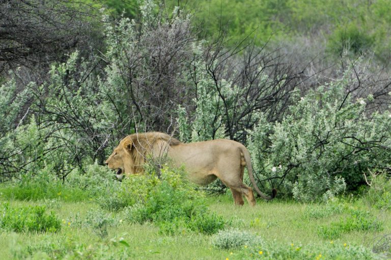 Namibia · Aufnahme 46 aus unserer Reisegalerie