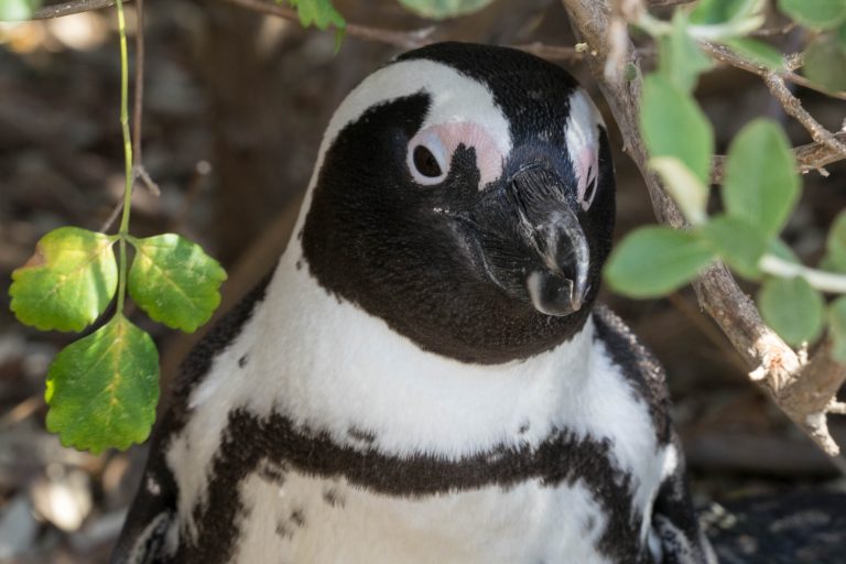Südafrika Teil 1 · Aufnahme 26 aus unserer Reisegalerie
