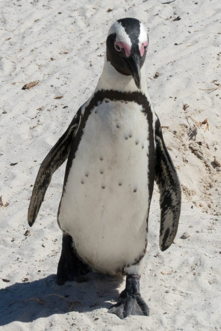 Südafrika Teil 1 · Aufnahme 27 aus unserer Reisegalerie